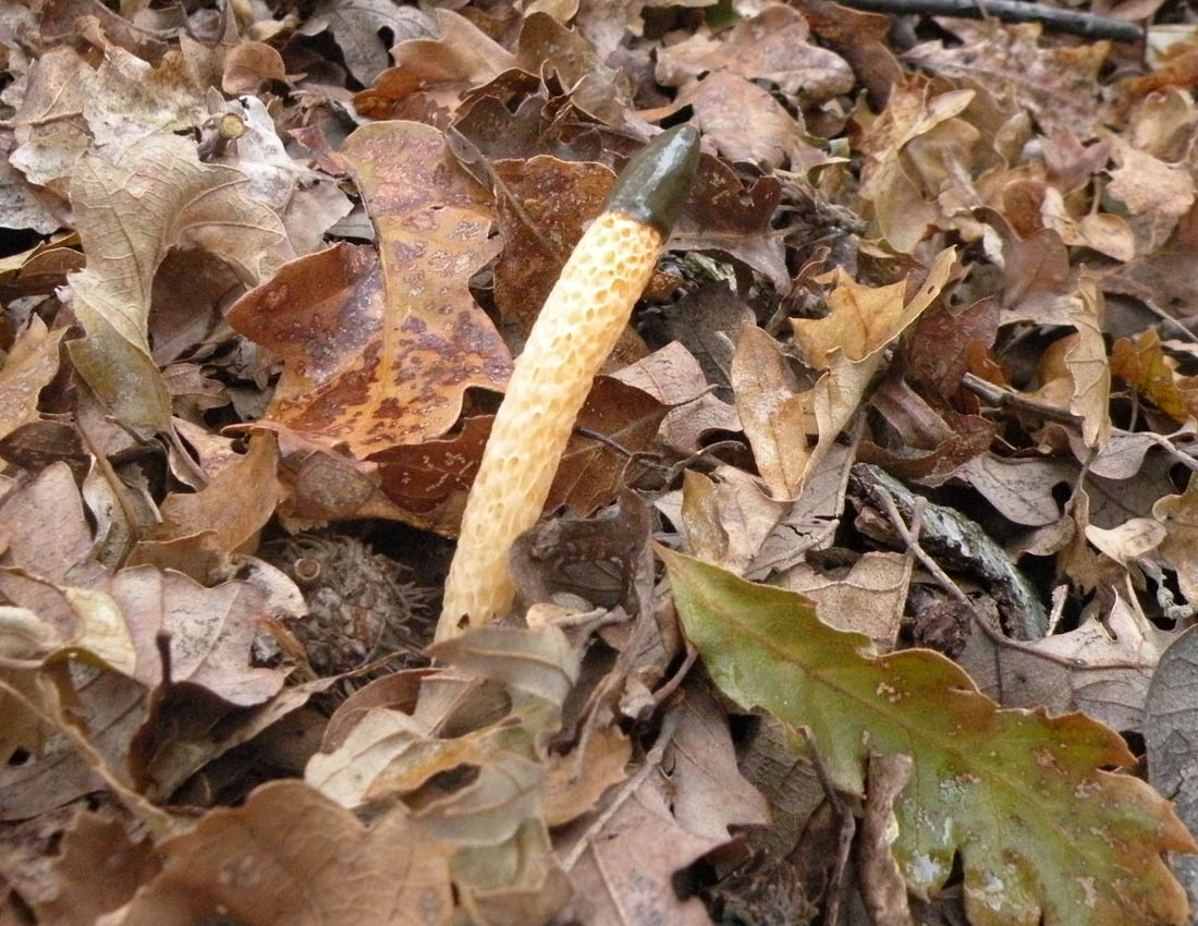 Nei boschi di Ulderico